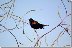 Blackbird-7