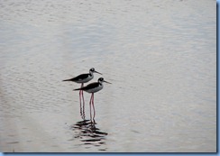 7867 Peacocks Pocket Road, Merritt Island Wildlife Refuge, Florida- Black-necked Stilts