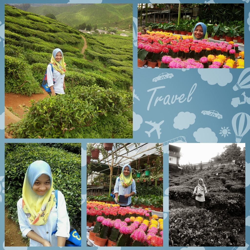 Holiday to cameron highlands essay image