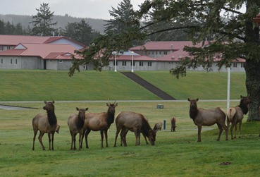 Roosevelt Elk outside out window at Camp Rilea