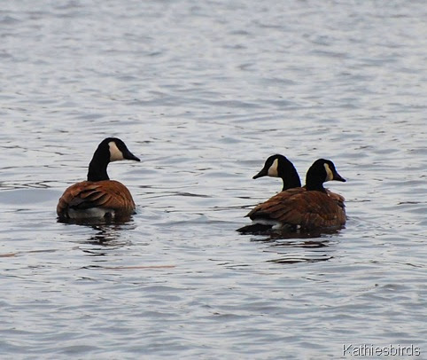 5. geese in Bath-kab