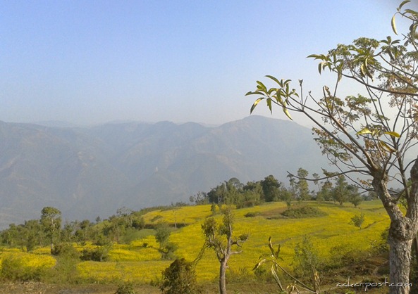Chaudandi-Gadhi-Udayapur-Mustard-Fields