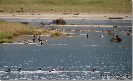 My Buffleheads are back