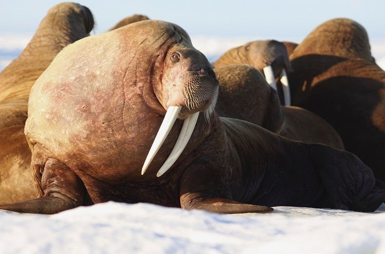 walrus-ashore-alaska-5