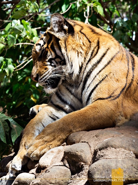 Tiger at Rest at Subic's Zoobic Safari