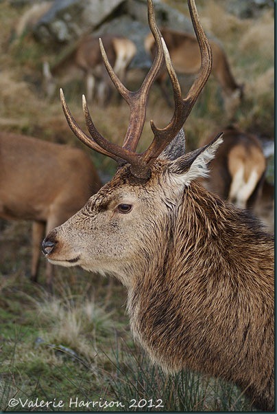 31-red-deer