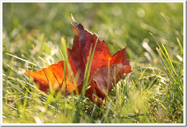 leaf in the grass