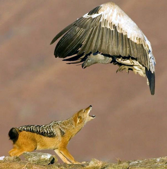 [wolf-fighting-condor%255B3%255D.jpg]