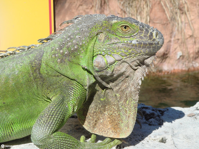 cool lizards at the miami seaquarium in Miami, United States 