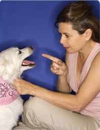 Adestramento-de-cães Adestramento-de-cães
