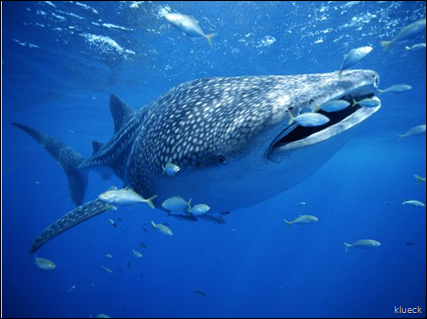 Whale Sharks   Whale Shark Pictures   Whale Shark Facts   National Geographic