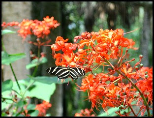 04h2 - Zebra Butterfly