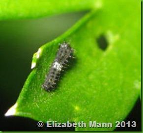 Black Swallowtail caterpillar day 1 