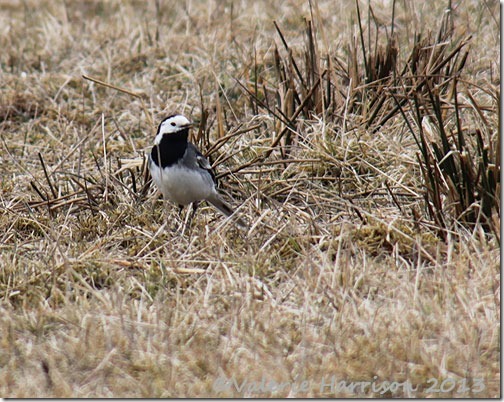 20-pied-wagtail