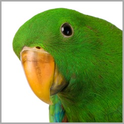 male Eclectus Parrot - Eclectus roratus