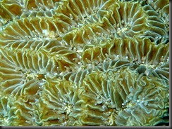 PC - coral
