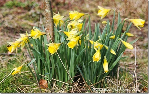7-daffodils