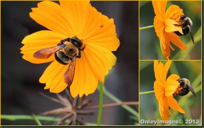 bee collage1