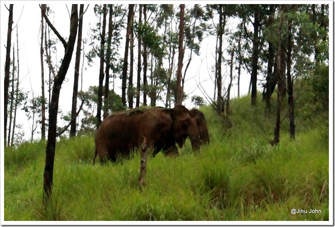 Gavi  Elephants