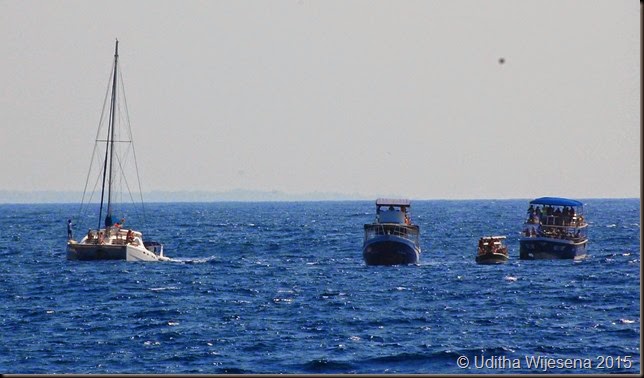 DSC_0474 DSC_0474
