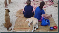 Classic beach dog action