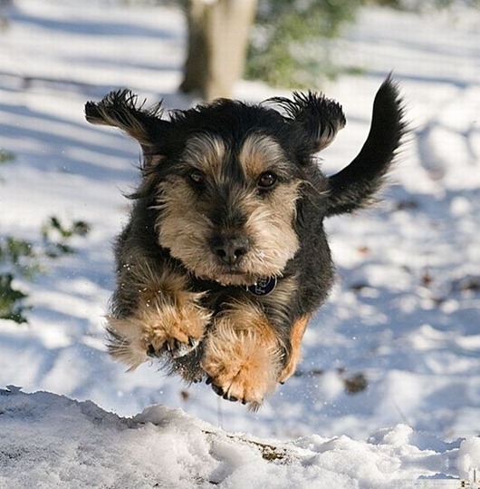 [dogs_027%255B2%255D.jpg]