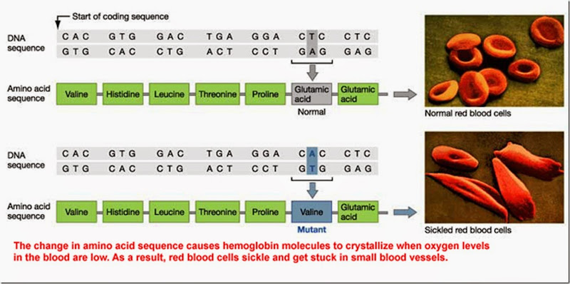  biochemistry of sickle cell anemia