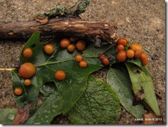 orange galls on oak