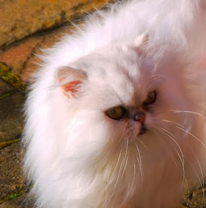 BonBon at 9