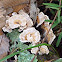 Polypore fungus