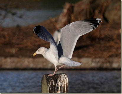 Argentatus Herring Gull