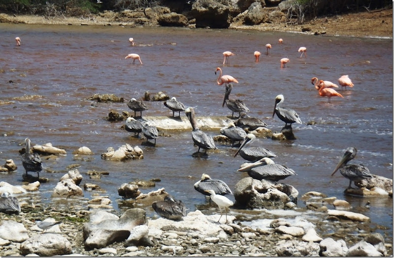 022k pelikane u flamingos