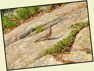 03d2 - Schiff Path - wildlife sighting - dove
