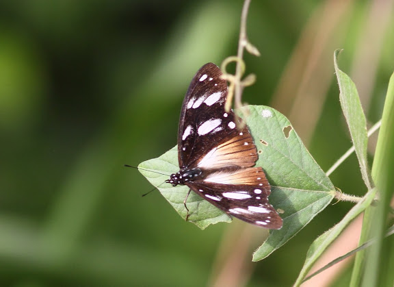 Papilio echerioides TRIMEN, 1868, femelle. Parc National de Korup (Cameroun), 2 mars 2012. Photo : Timothy Boucher