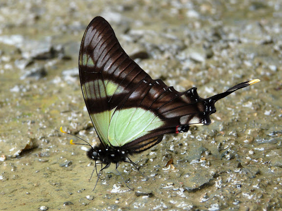 Eurytides serville serville GODART, 1824. Taipiplaya (alt. 900 m). Bolivie, 11 janvier 2008. Photo : J. F. Christensen