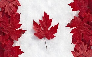 Canada Maple Leaves