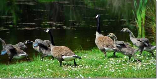 Paradise Geese 4