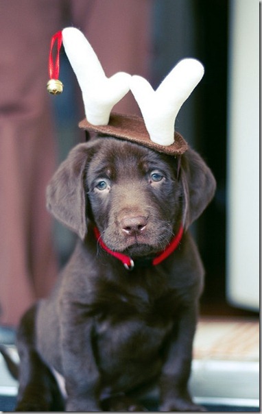 perro gorritos navidad (24)