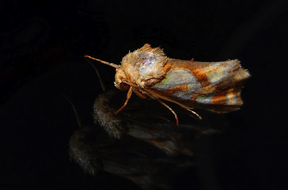 Hétérocères d'Australie - Noctuidae : Amphipyrinae : Cosmodes elegans DONOVAN, 1805. Umina Beach (NSW, Australie), 28 septembre 2011. Photo : Barbara Kedzierski