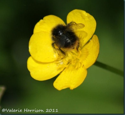Early Bumble Bee Bombus pratorum 2