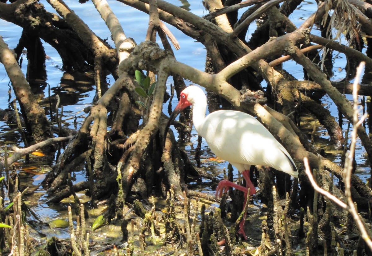 White Ibis in Mangroves