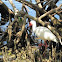White Ibis in Mangroves