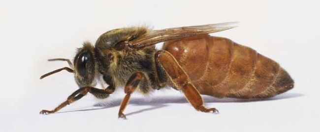 [abelha-rainha3.jpg]