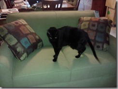Sheeba and couch