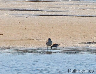 4. plover and dunlin-kab