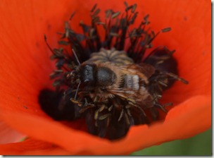 mason bee poppy