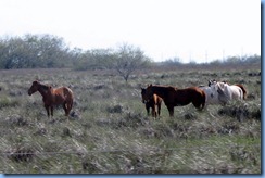 7217 Texas - US-77 - horses