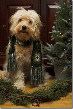 perro gorritos navidad (39)