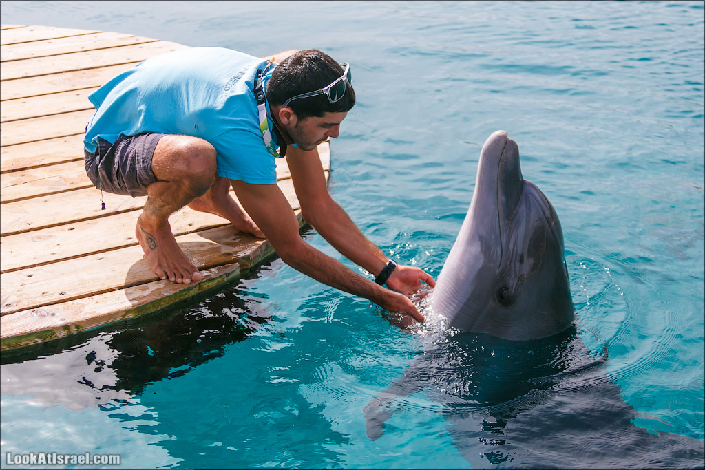 LookAtIsrael.com - Фото путешествия по Израилю | Дельфиний риф в Эйлате. Дельфинарий | Dolphins reef in Eilat | דולפינריום באילת