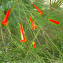 Firecracker Plant